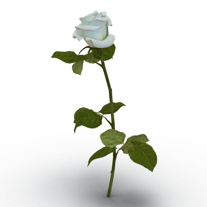 3D model Rose White