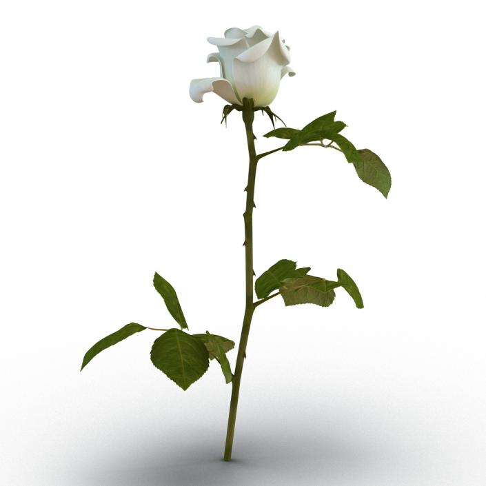 3D model Rose White