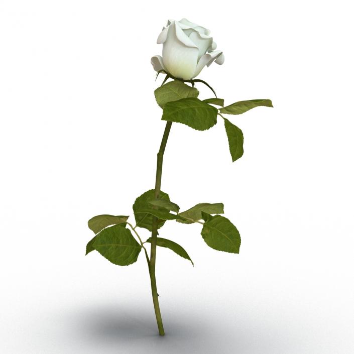 3D model Rose White