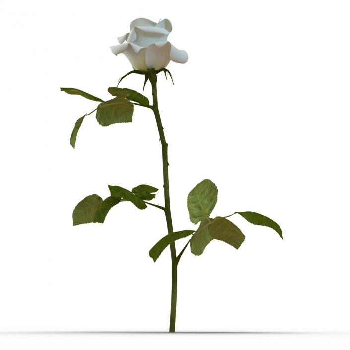 3D model Rose White