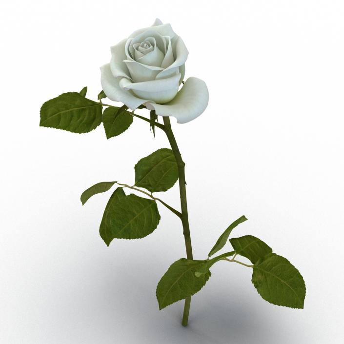 3D model Rose White