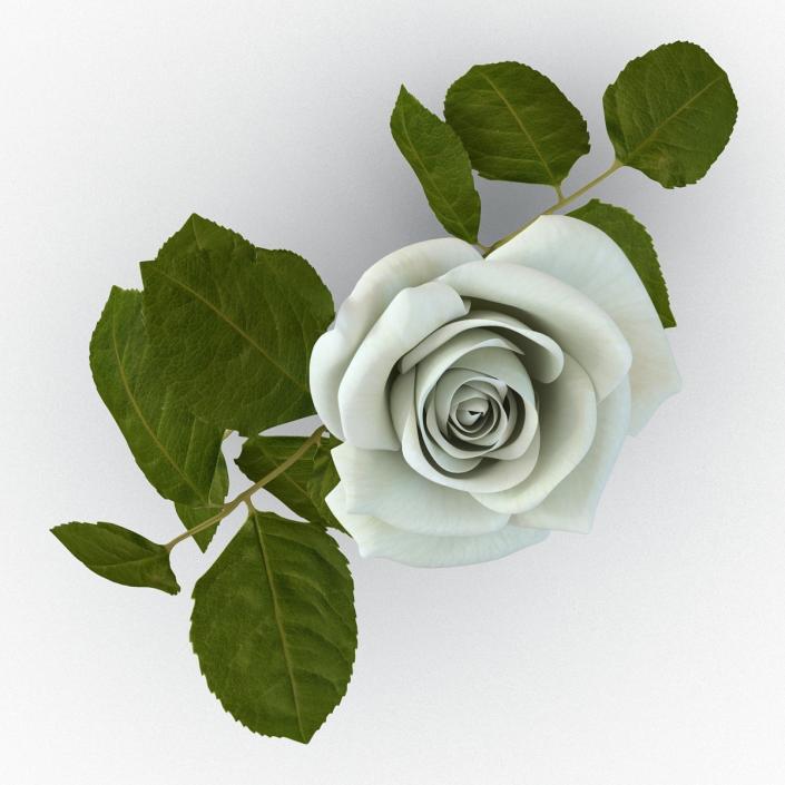 3D model Rose White