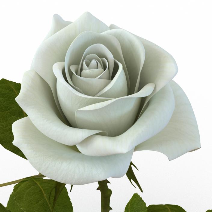 3D model Rose White