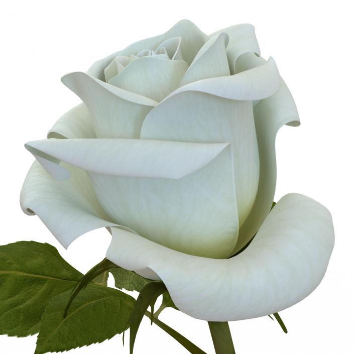 3D model Rose White