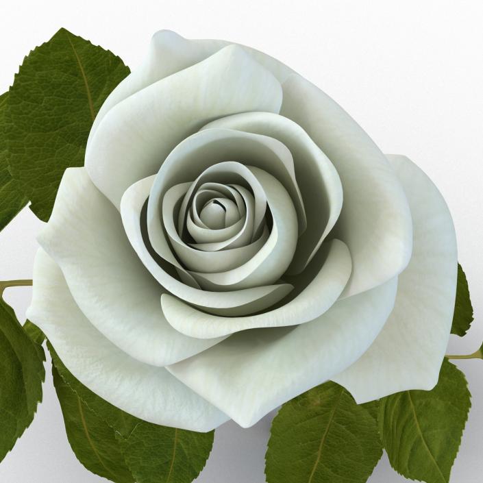 3D model Rose White