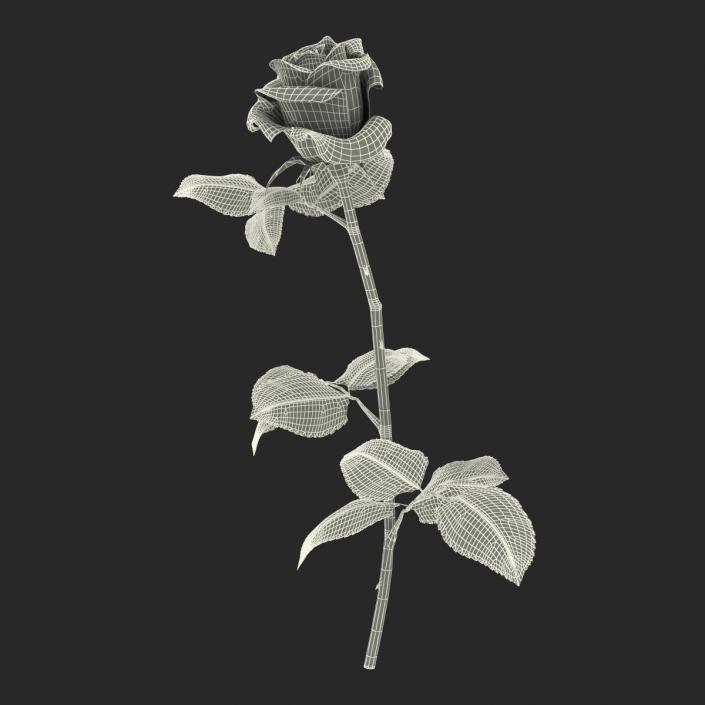 3D model Rose White