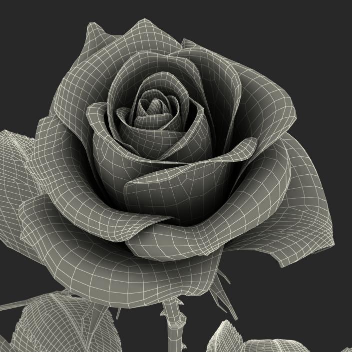 3D model Rose White