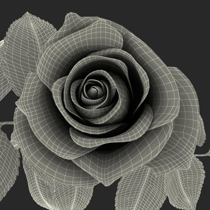 3D model Rose White