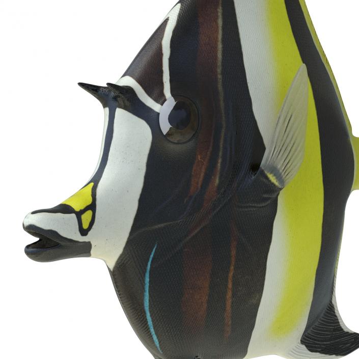 Moorish Idol Fish Rigged 3D model