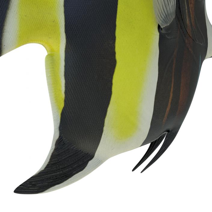 Moorish Idol Fish Rigged 3D model