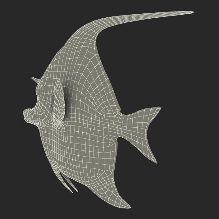 Moorish Idol Fish Rigged 3D model