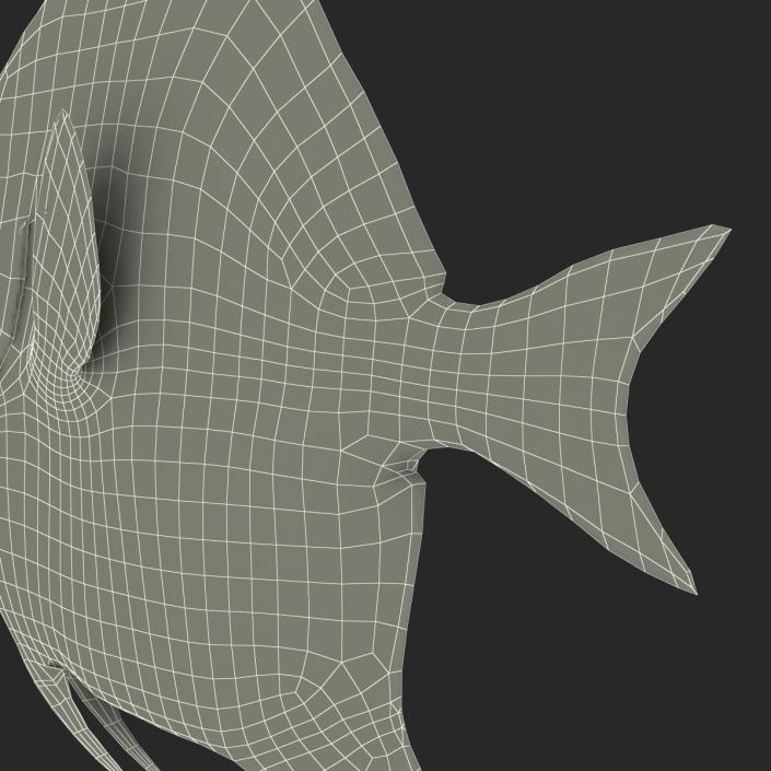 Moorish Idol Fish Rigged 3D model