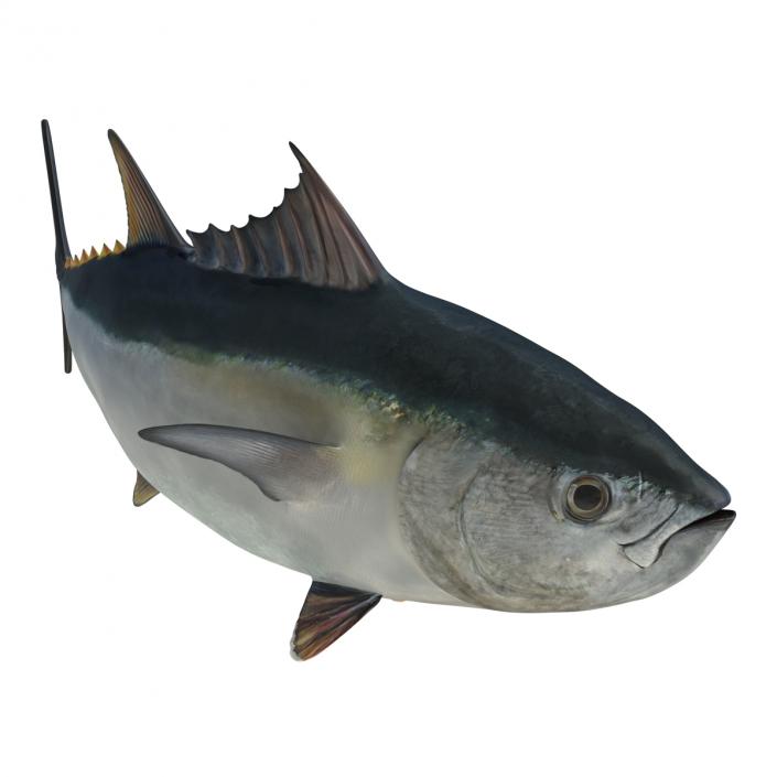 3D Tuna Fish Rigged