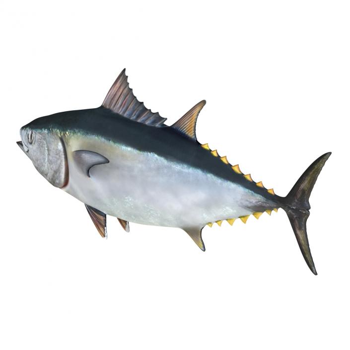 3D Tuna Fish Rigged