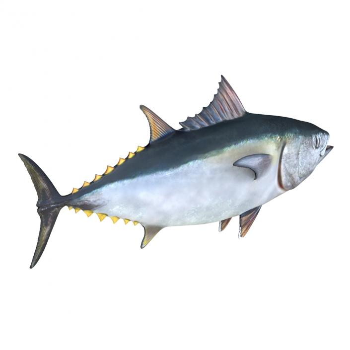 3D Tuna Fish Rigged