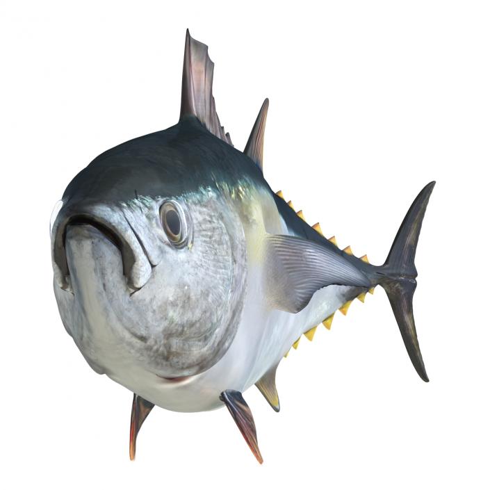 3D Tuna Fish Rigged