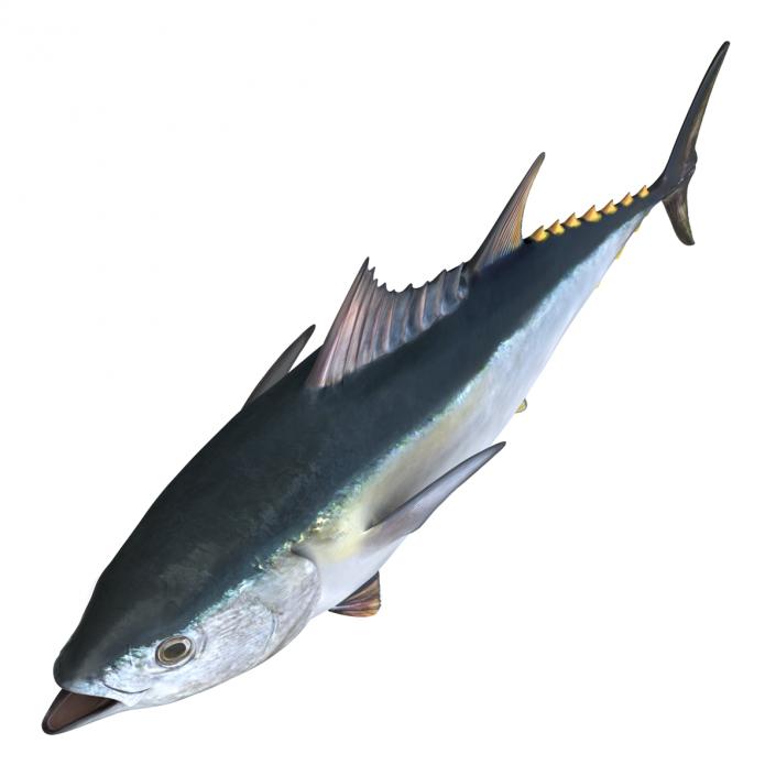 3D Tuna Fish Rigged