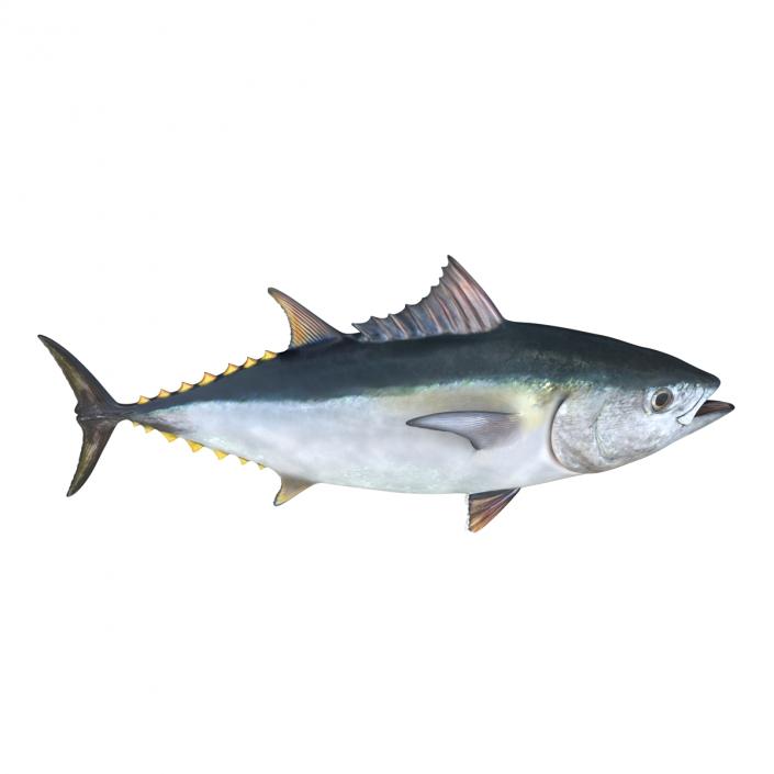 3D Tuna Fish Rigged