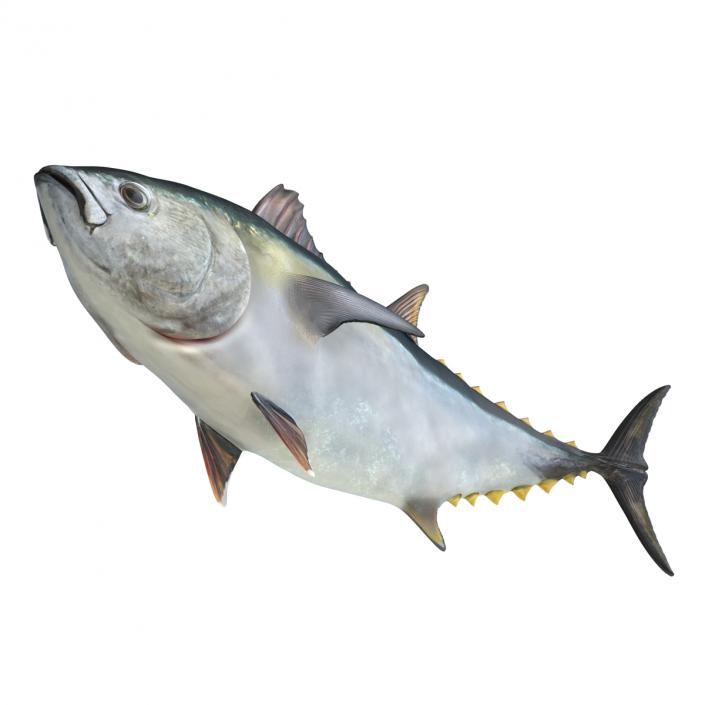 3D Tuna Fish Rigged