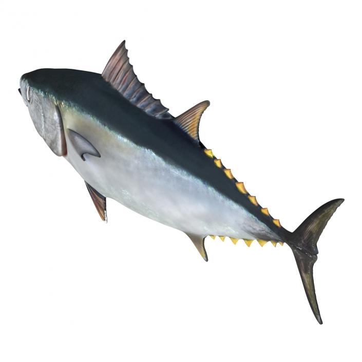 3D Tuna Fish Rigged