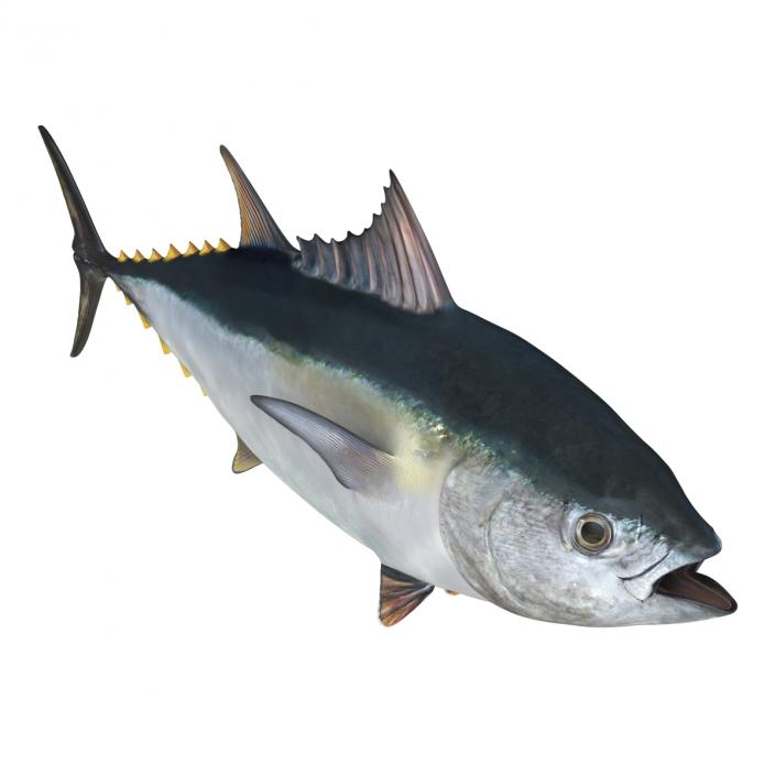 3D Tuna Fish Rigged