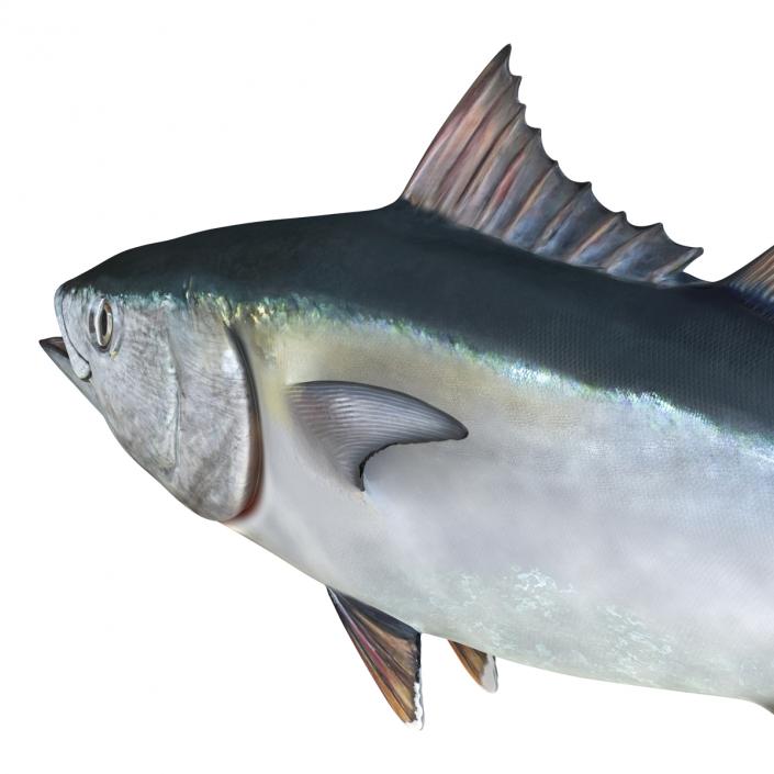 3D Tuna Fish Rigged