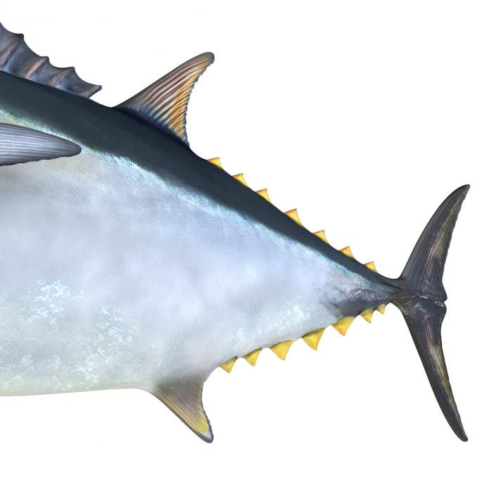 3D Tuna Fish Rigged