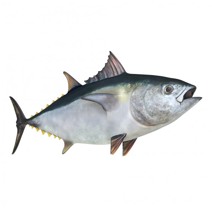 Tuna Fish 3D model