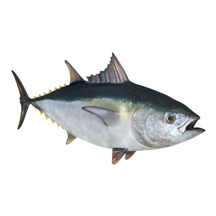 Tuna Fish 3D model