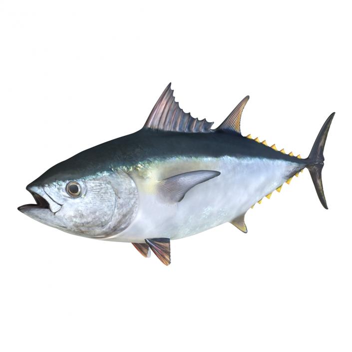 Tuna Fish 3D model