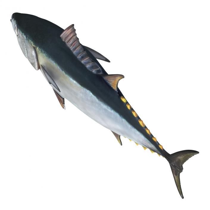 Tuna Fish 3D model