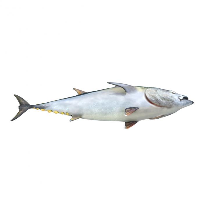 Tuna Fish 3D model