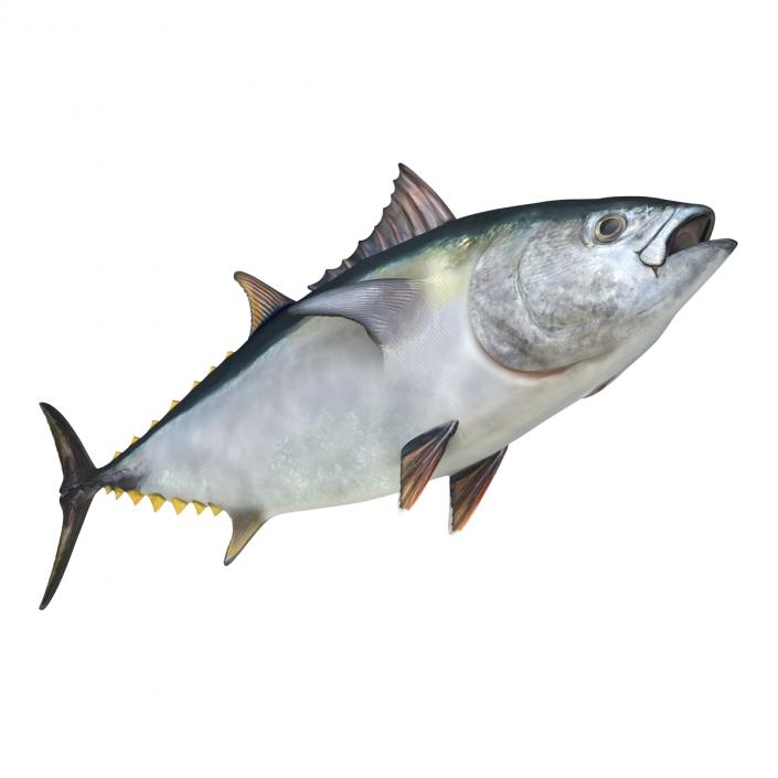 Tuna Fish 3D model