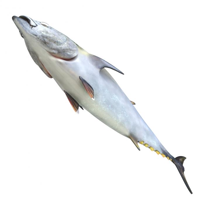 Tuna Fish 3D model