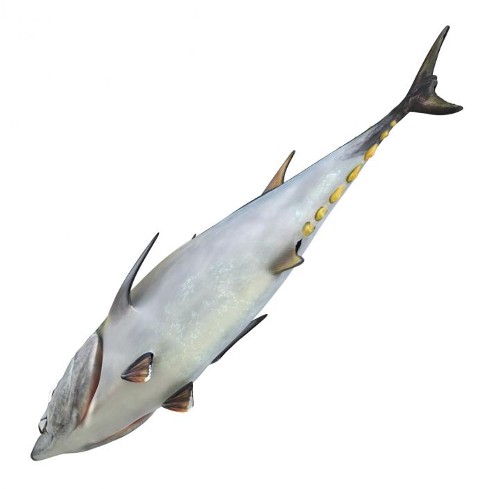 Tuna Fish 3D model