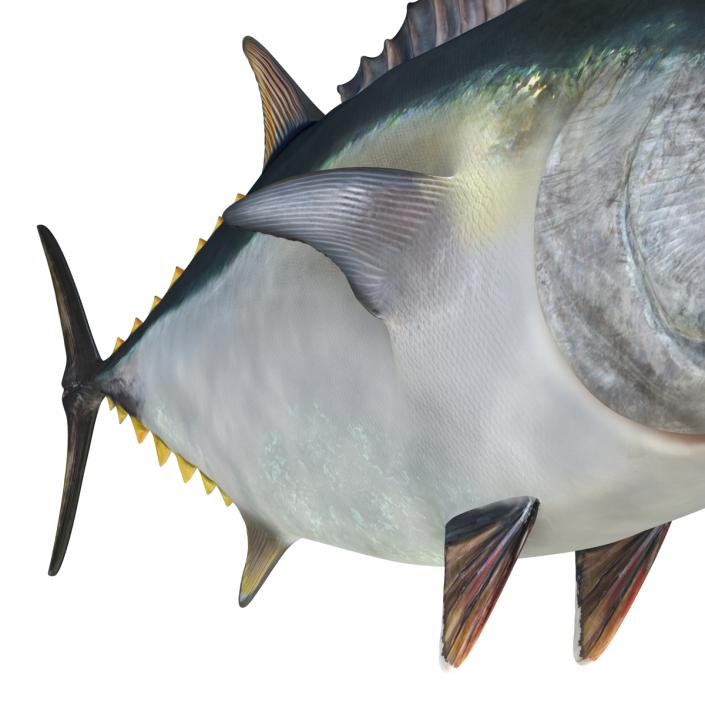 Tuna Fish 3D model