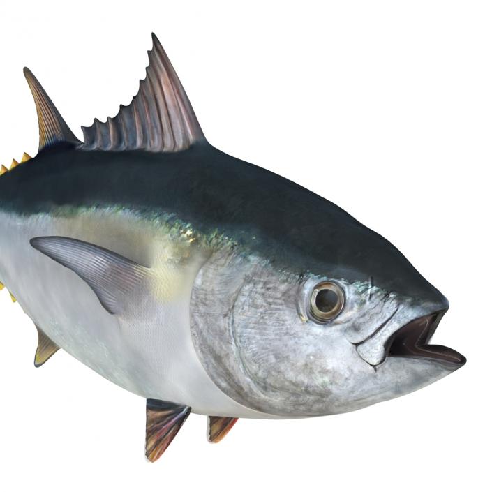 Tuna Fish 3D model