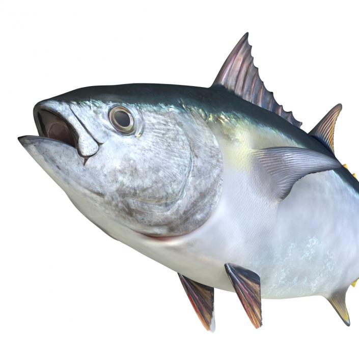 Tuna Fish 3D model