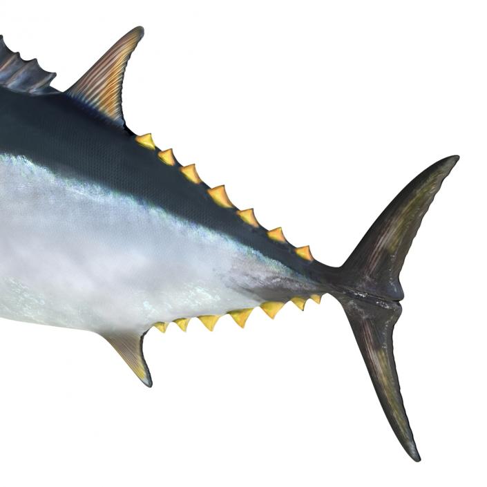 Tuna Fish 3D model