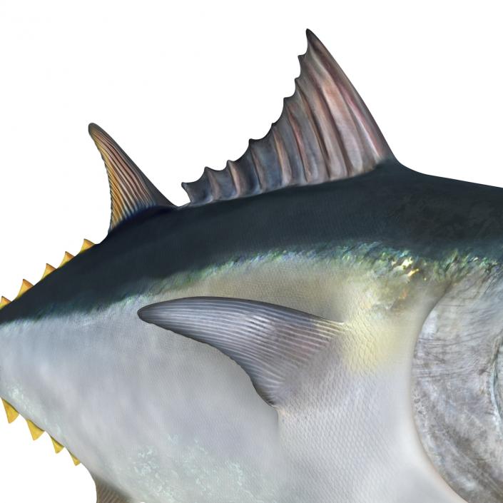 Tuna Fish 3D model