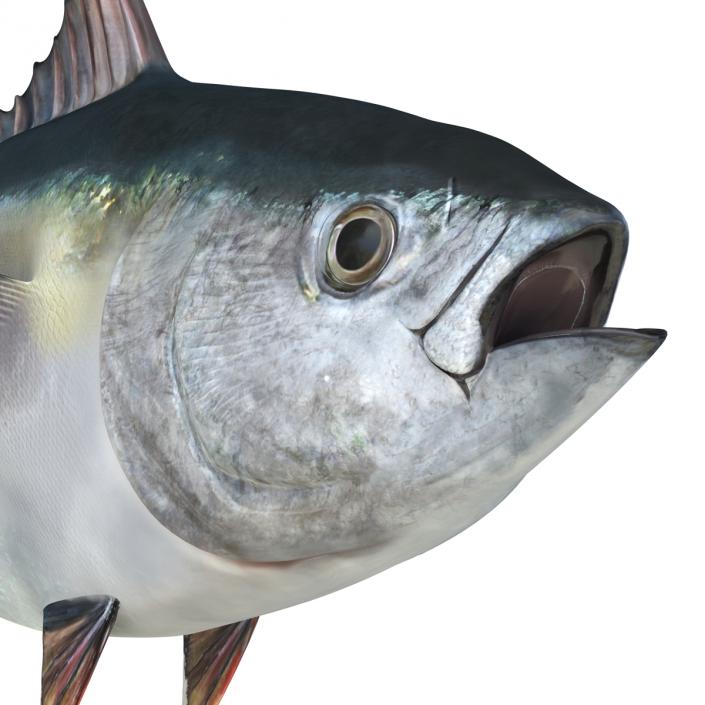 Tuna Fish 3D model