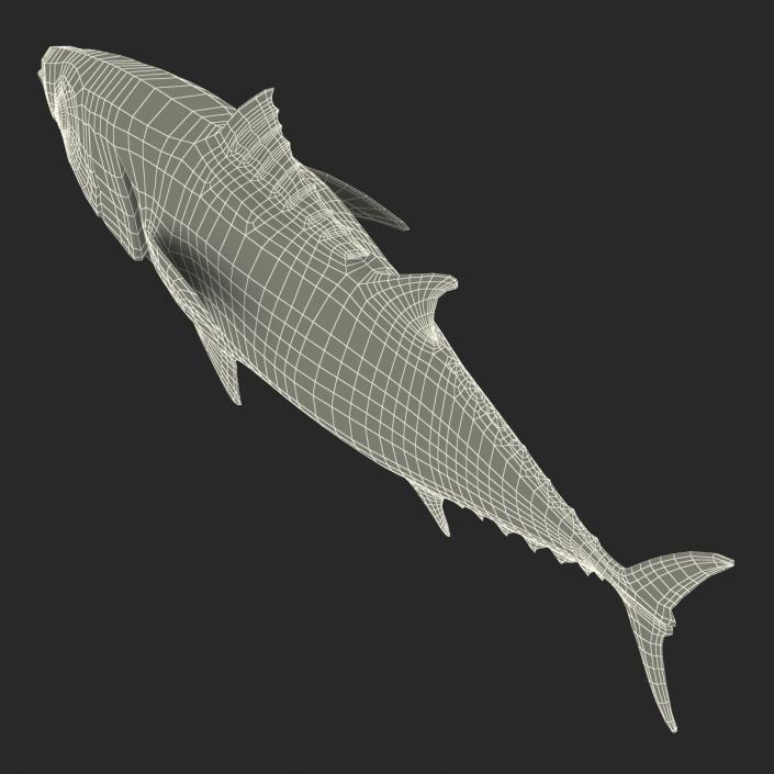 Tuna Fish 3D model