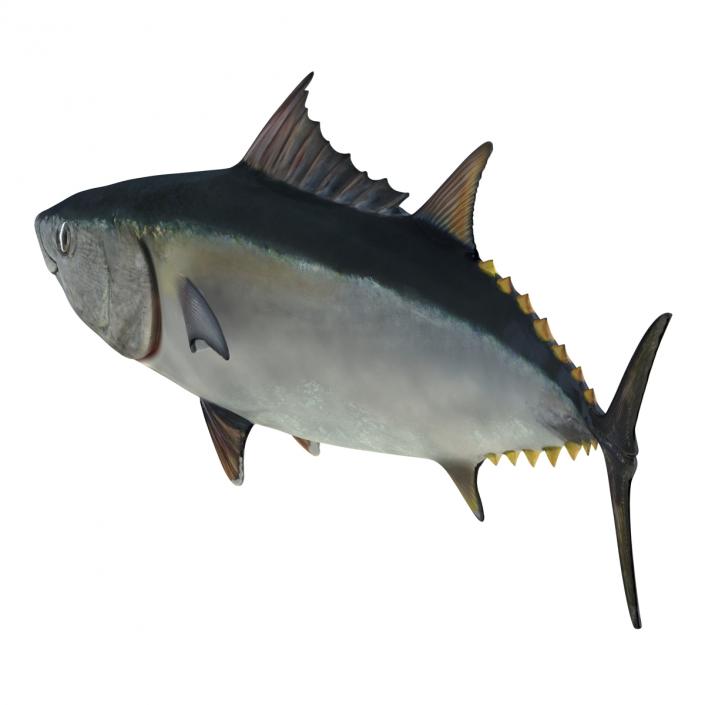 3D Tuna Fish Pose 2