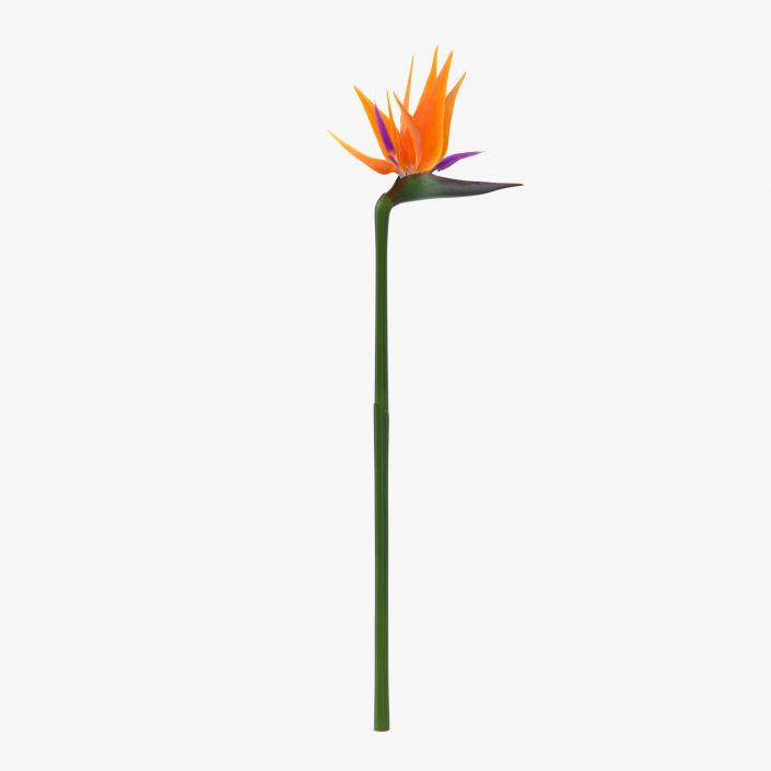 3D model Bird of Paradise Flower 2