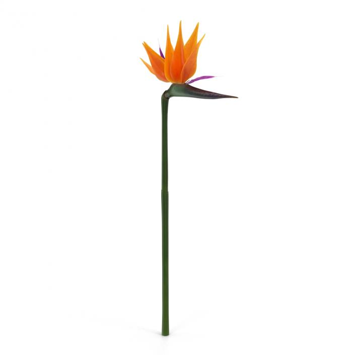 3D model Bird of Paradise Flower 2