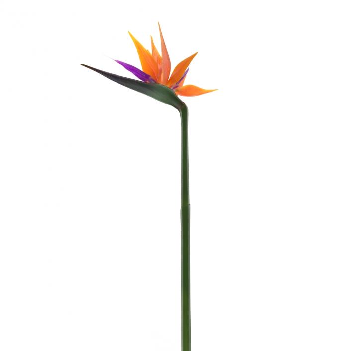 3D model Bird of Paradise Flower 2