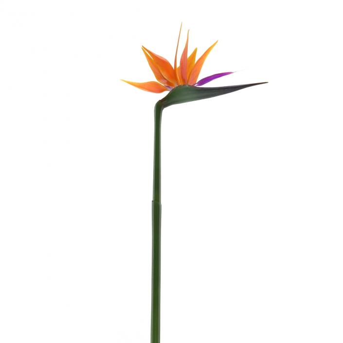 3D model Bird of Paradise Flower 2