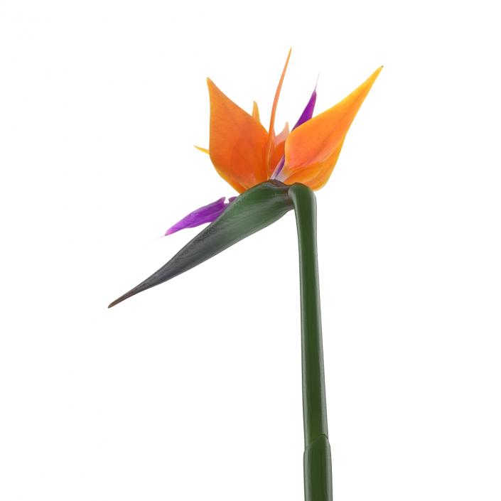 3D model Bird of Paradise Flower 2