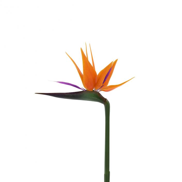 3D model Bird of Paradise Flower 2