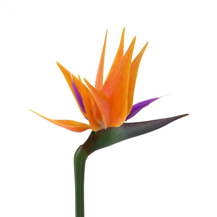 3D model Bird of Paradise Flower 2